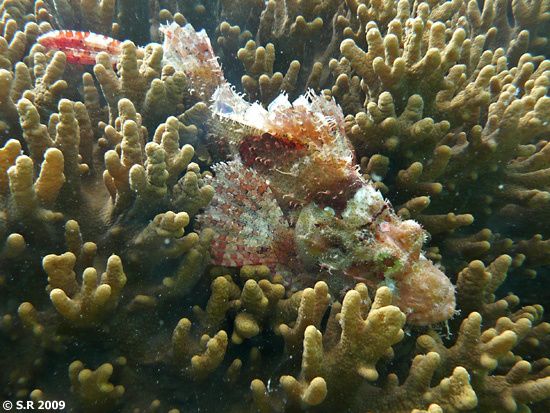 Rascasse barbue, poisson-scorpion height=
