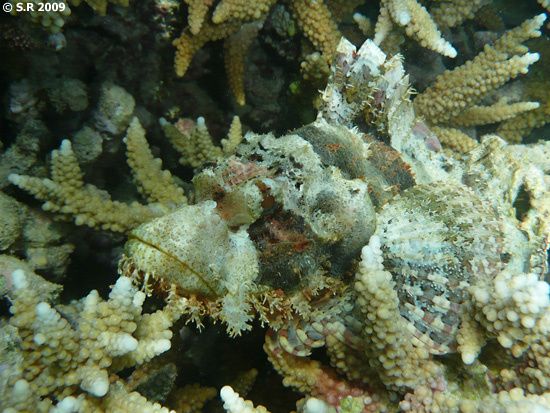 Rascasse barbue, poisson-scorpion