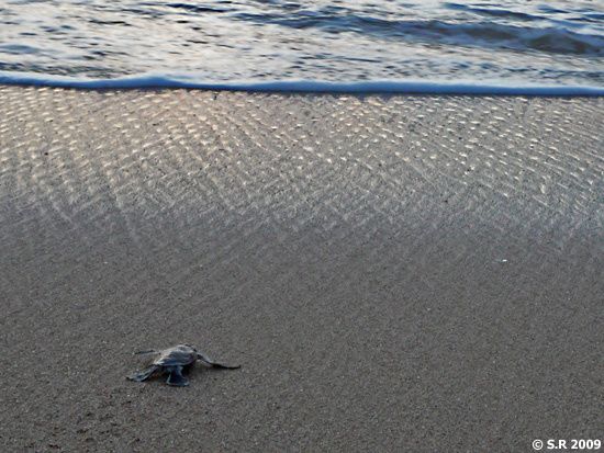 Bébé tortue après l'éclosion de son œuf