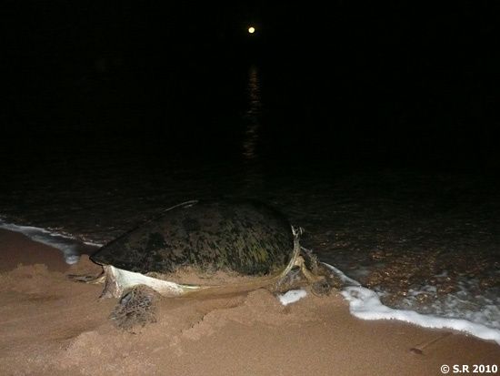 Une tortue regagne la mer après la ponte