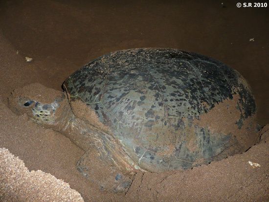 Tortue marine en traine de pondre