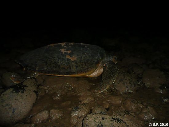 Une tortue bloquée sur des cailloux à marée basse