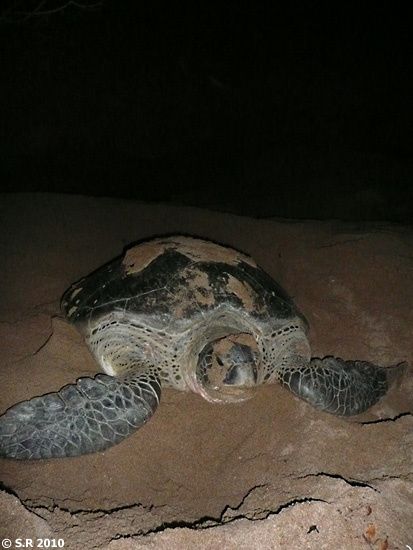 Tortue marine après la ponte