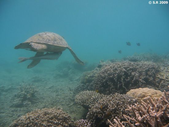 Tortue marine et rémora