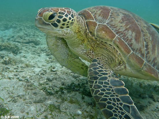 Tortue marine