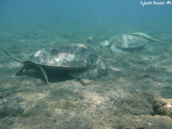 Deux tortues marines et rémora