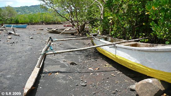 Des pirogues dans une mangrove