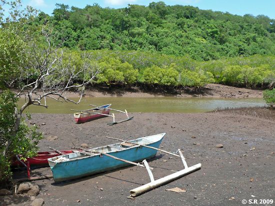 Pirogues dans la mangrove, à marée basse