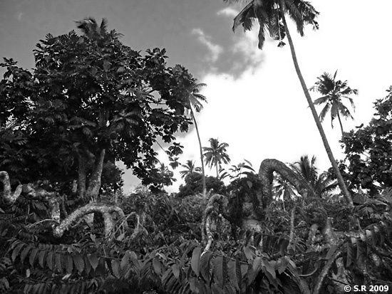 Arbres taillés d'une plantation d'ylang-ylang