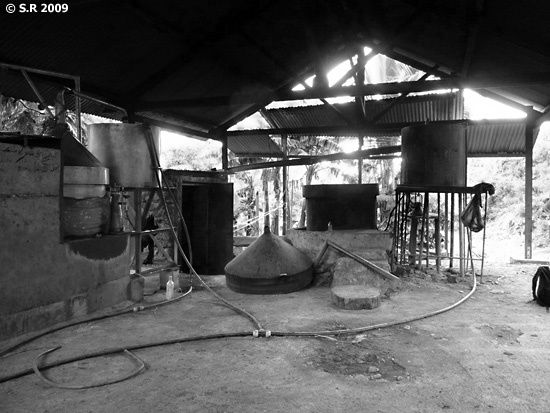 Distillerie d'ylang-ylang