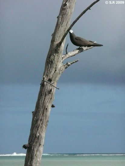 Un oiseau Noddi sur l'île aux Cocos