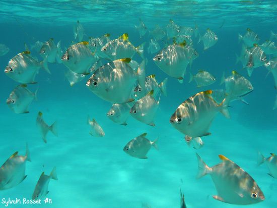 Poissons tropicaux aux Seychelles