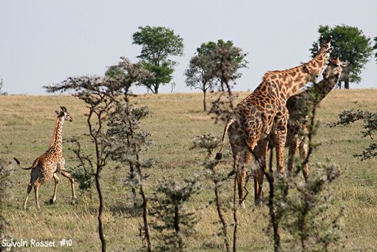 Girafes et girafon