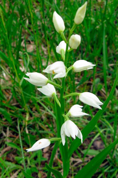 céphalantera longifolia