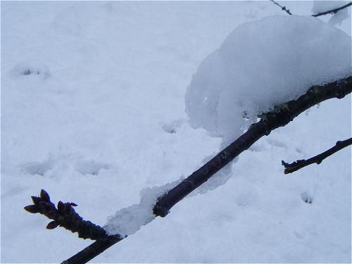 neige12b