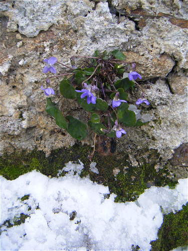 neige19