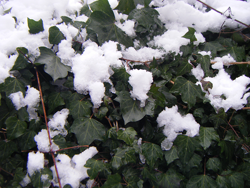 neige5