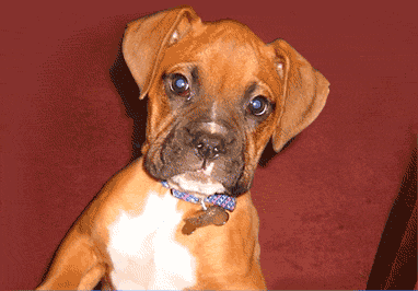 55248029_p.gif