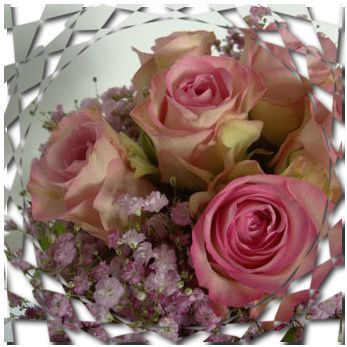 roses-carees.jpg