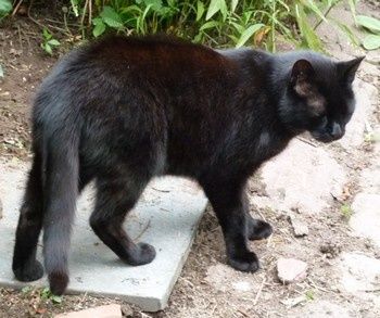 gatto03.JPG