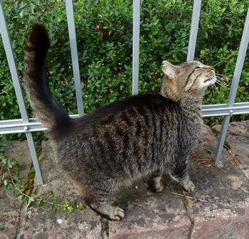 gatto10.JPG
