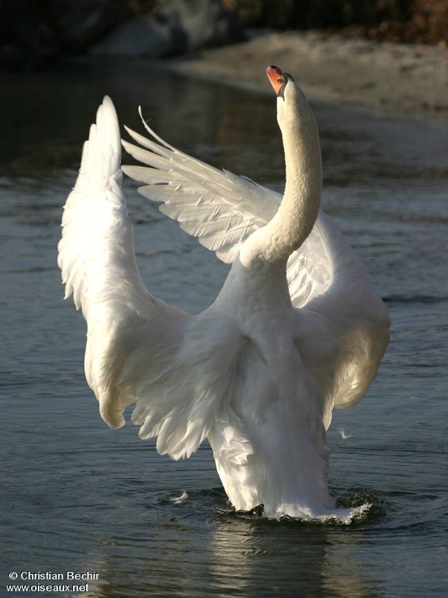 Cygne mâle ou femelle ? Techniques d