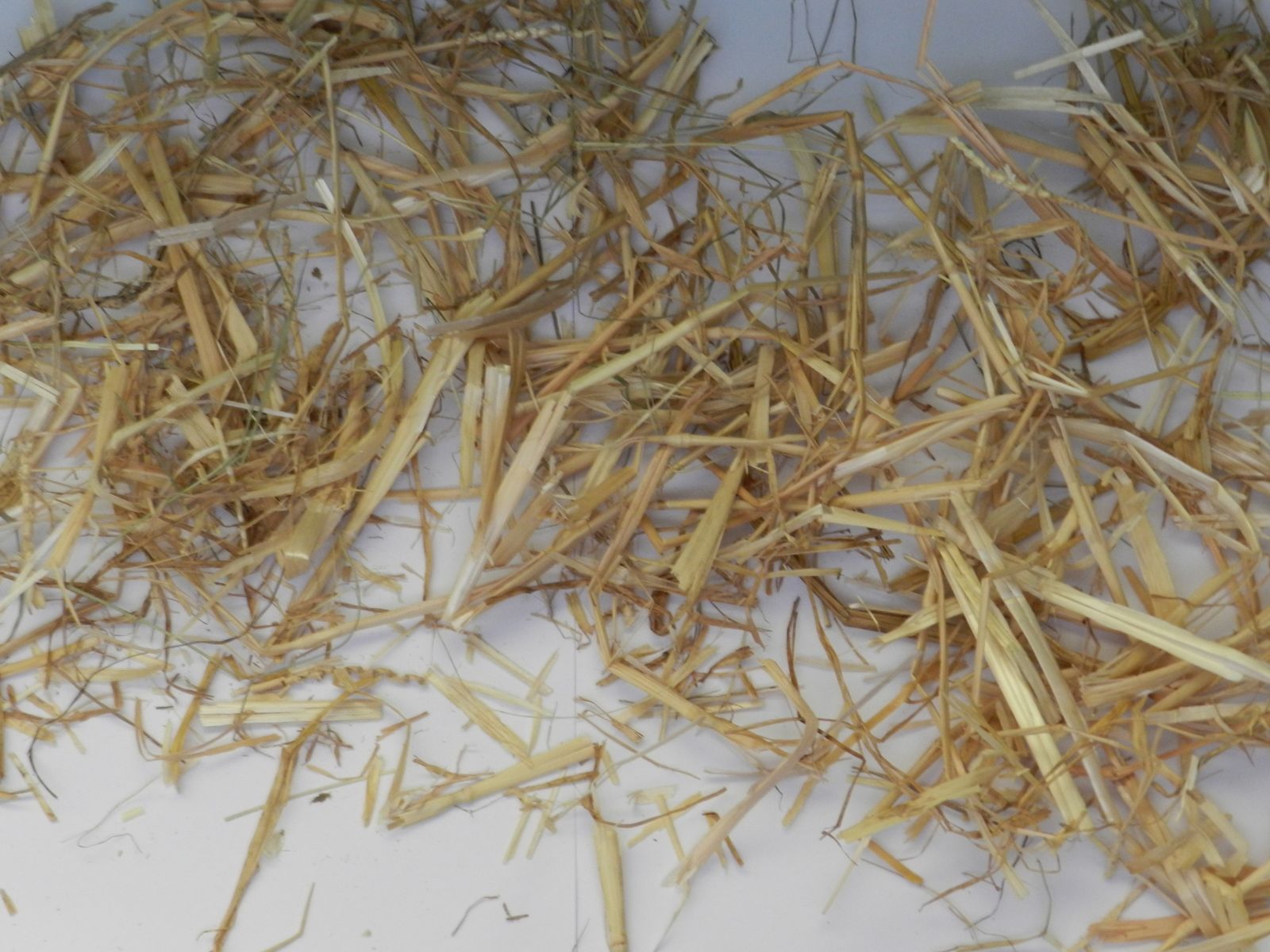 Quelles Sont Les Differences Entre Un Foin Et Une Paille Techniques D Elevage
