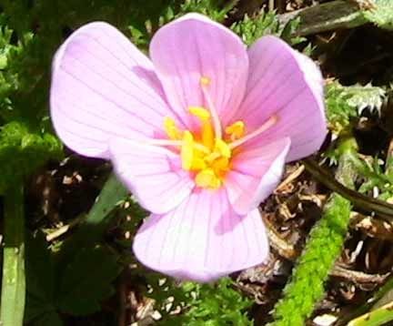 fleur-sap.jpg