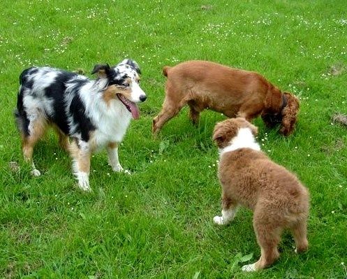 rencontre entre 2 chiens