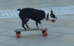 Image-1-copie-29.png