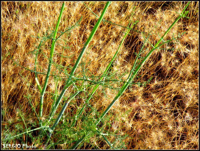 Fenouil-et-fines-herbes.jpg