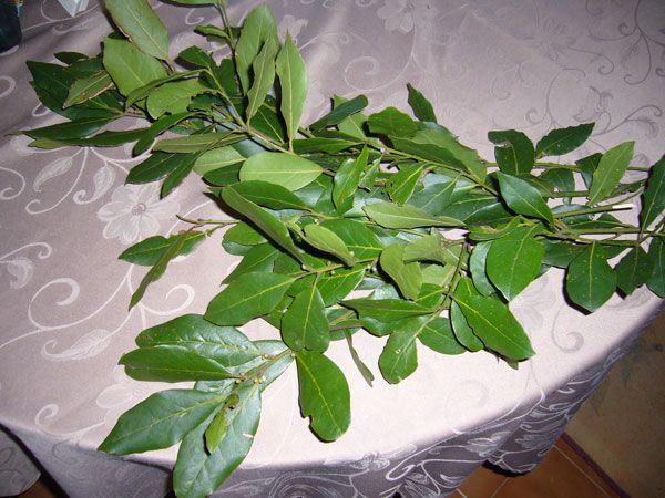 1-copie-1.jpg