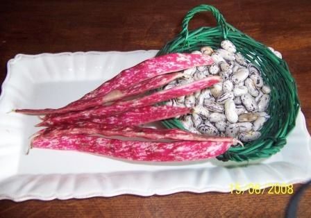 borlotti 1