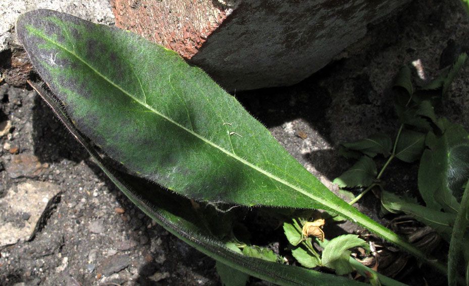 Isatis-20tinctoria-20V-F6lklingen-2017-5-11-20093.jpg