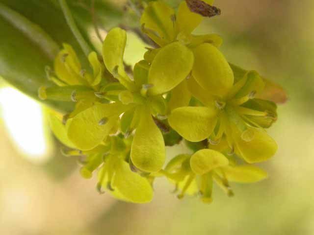 Isatis-tinctoria.jpg
