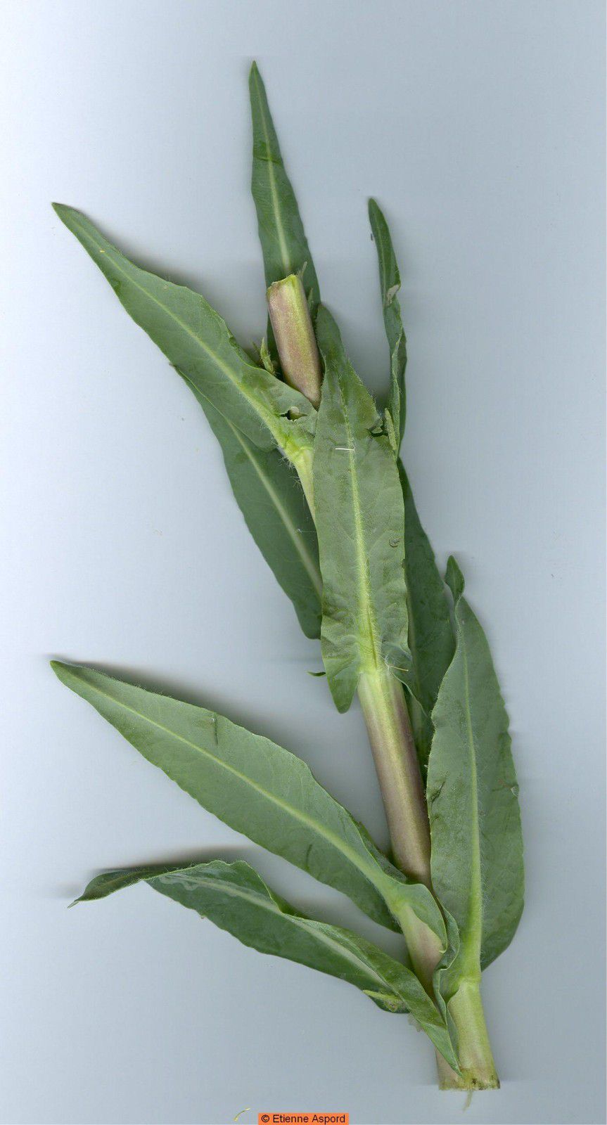 Isatistinctoria-3-.jpg
