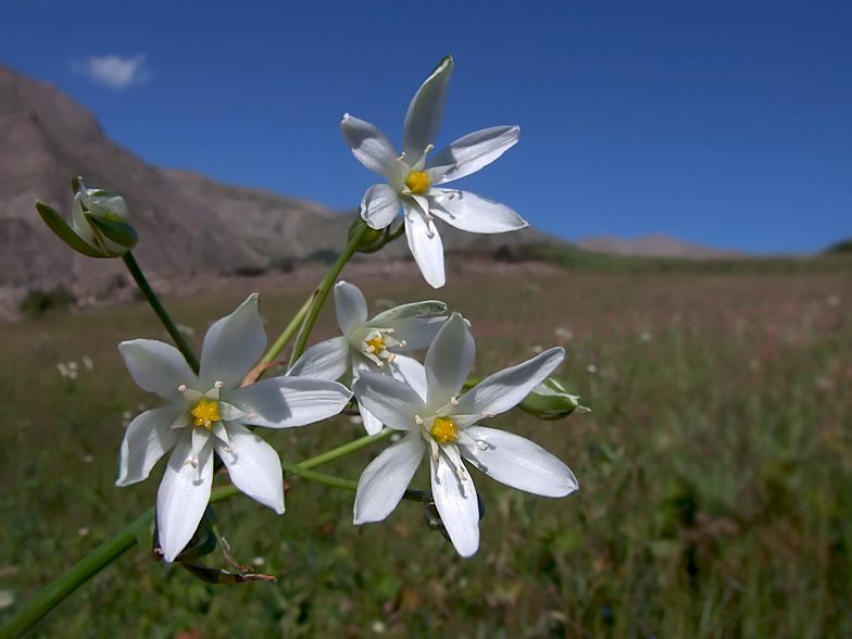 Ornithogalus_umbellatus.jpg