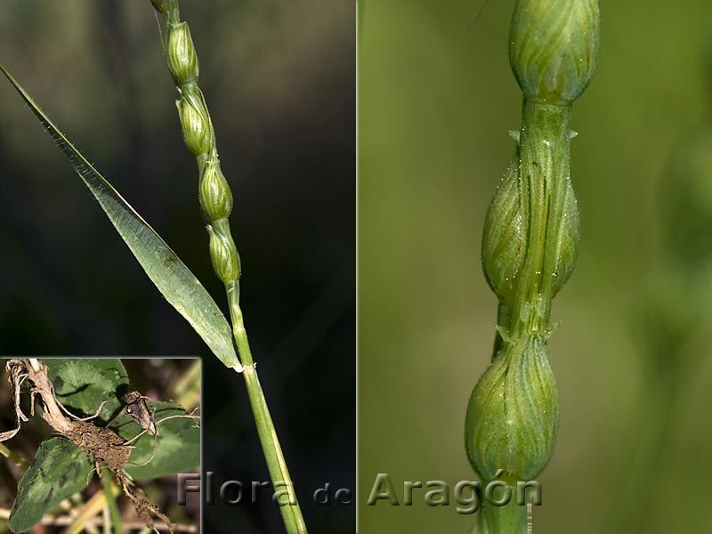 Aegilops-ventricosa.jpg