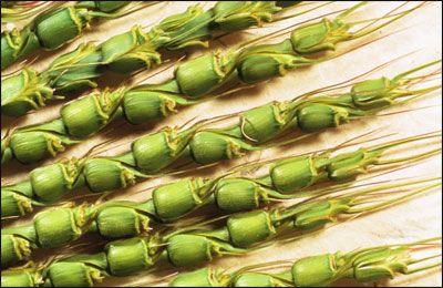 aegilops