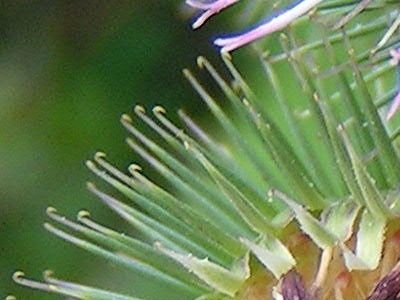 Arctium lappa01 detail