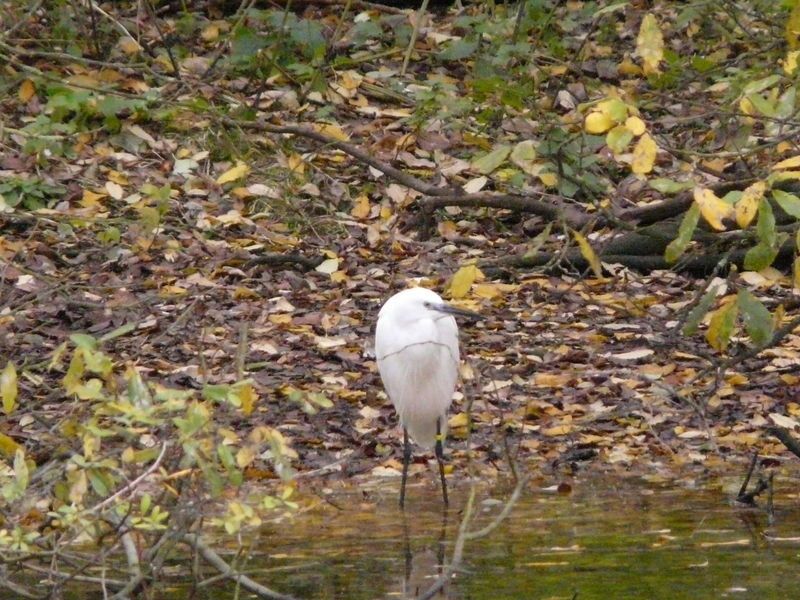 Parc_du_Marquenterre_09_nov_2008__34_
