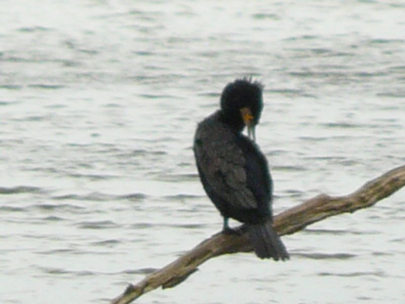 Parc_du_Marquenterre_Gd_Cormoran_09_nov_2008