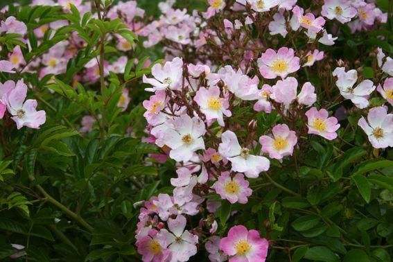 Rosa multiflora adenoschaeta - photo Kerusten Rosa multiflora adenoschaeta - photo Kerusten