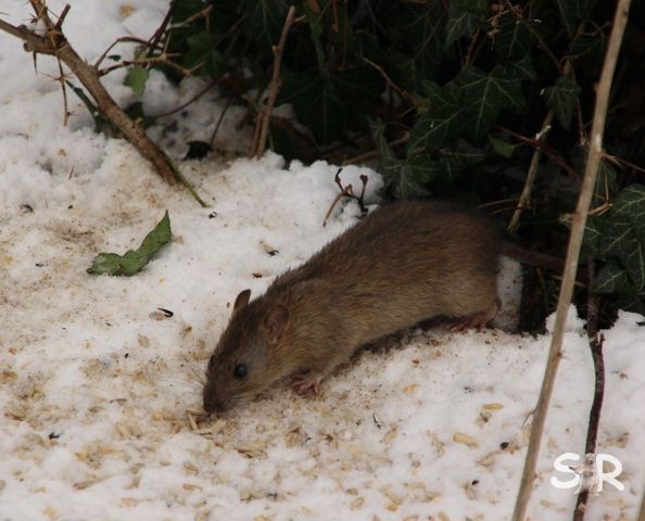 Februar-2010 7314