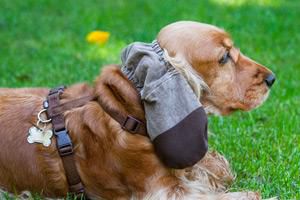 Protège oreilles pour Coker. - Création de manteaux pour chiens