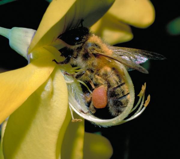 abeille-butine.jpg