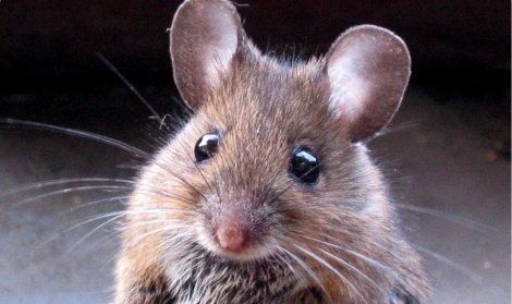 souris.jpg