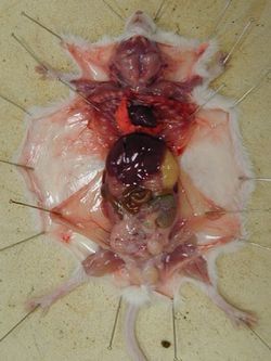 souris1.jpg