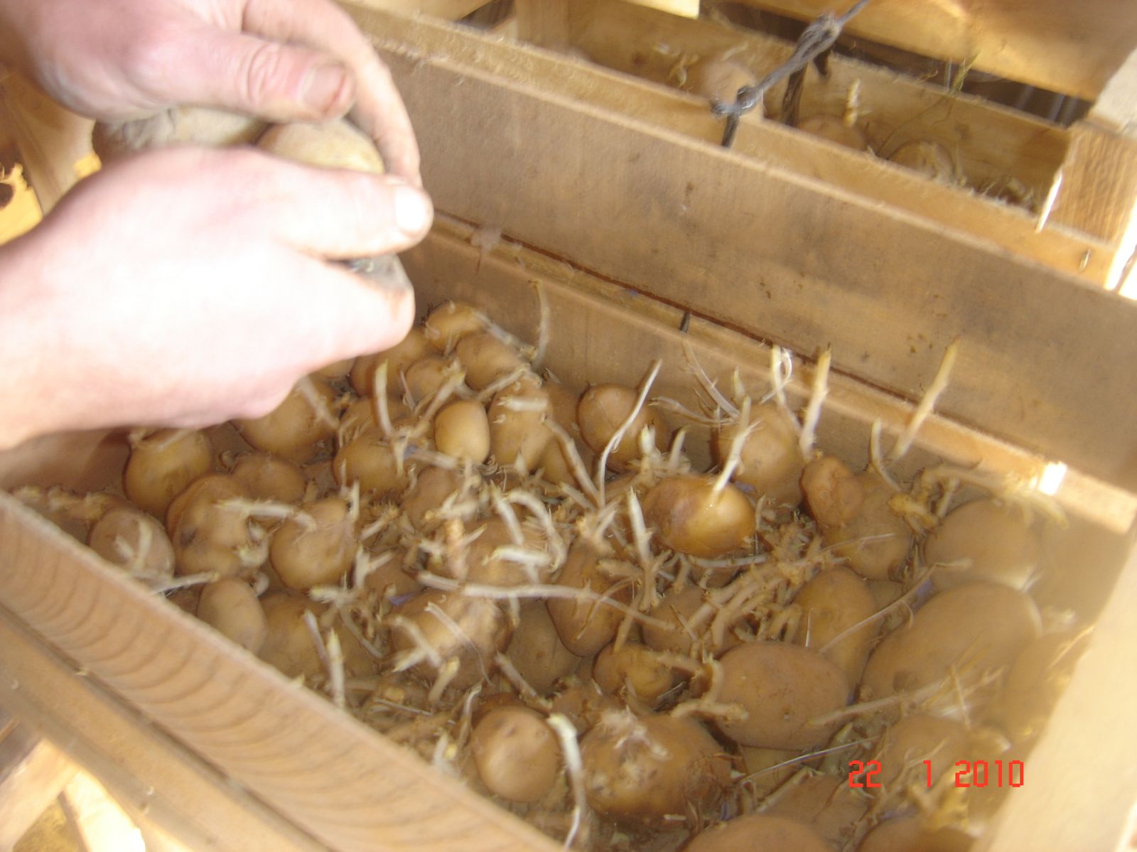 Pourquoi les pommes de terre sont-elles germées ? - Les Paniers de Chanot