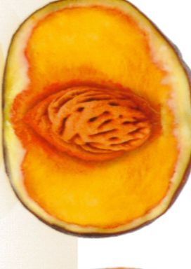 figue-peche_tres_petite.jpg